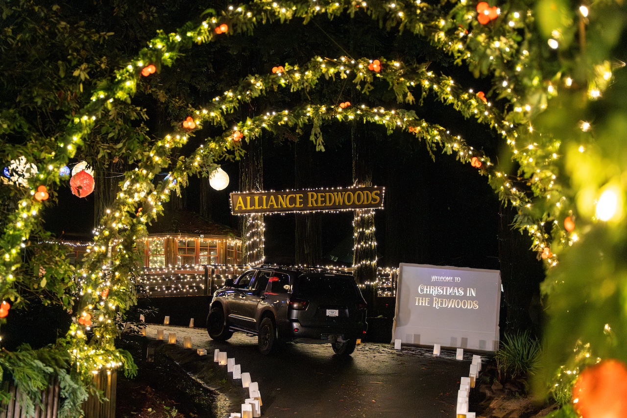 Christmas in the Redwoods