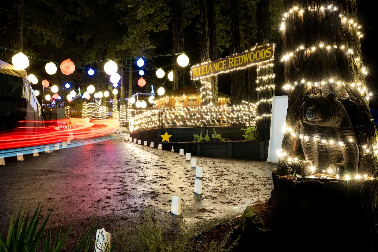 Christmas in the Redwoods