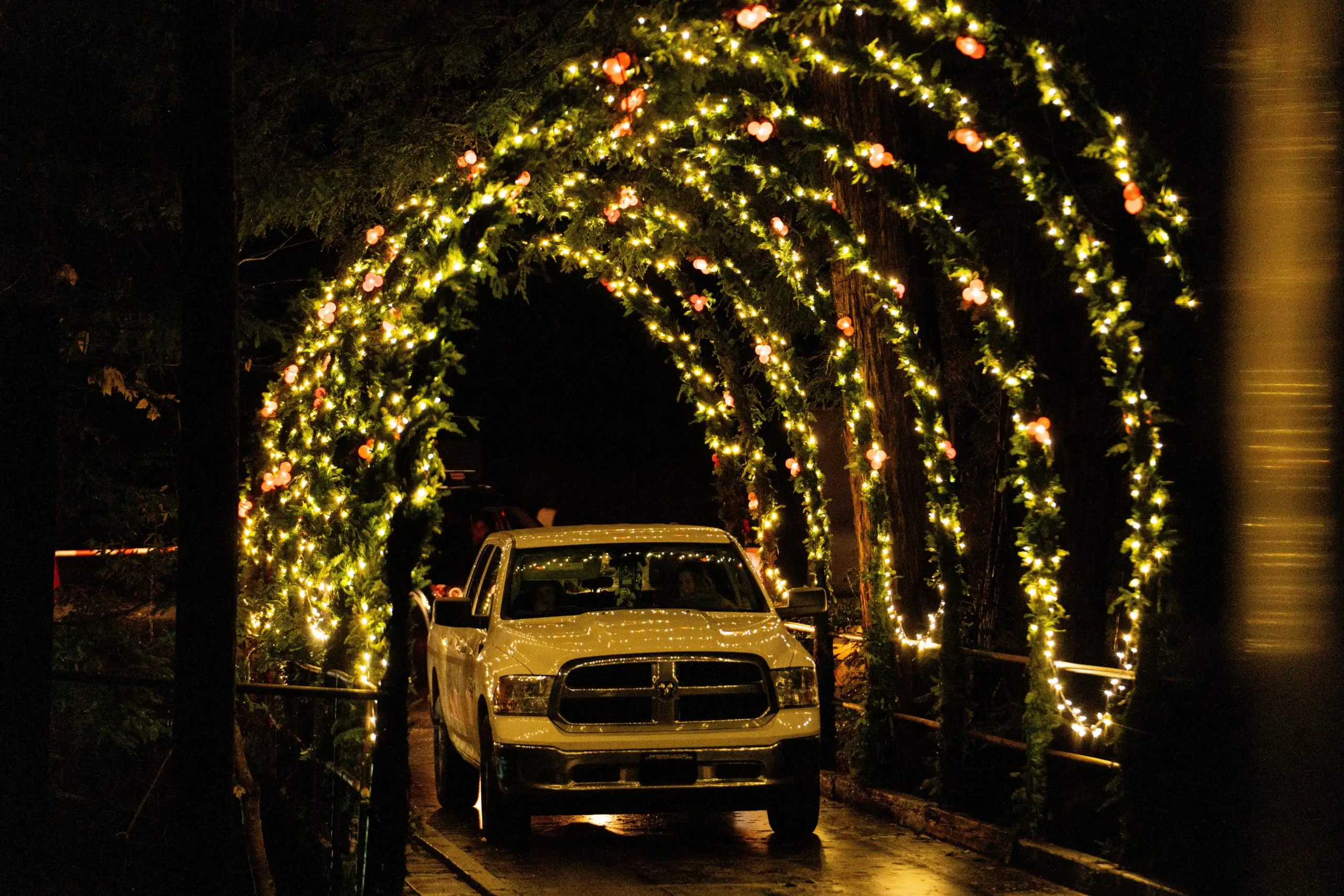 Christmas in the Redwoods