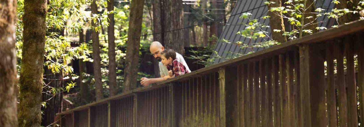 group walking through a sun-dappled Redwood grove - group retreats in the Redwoods