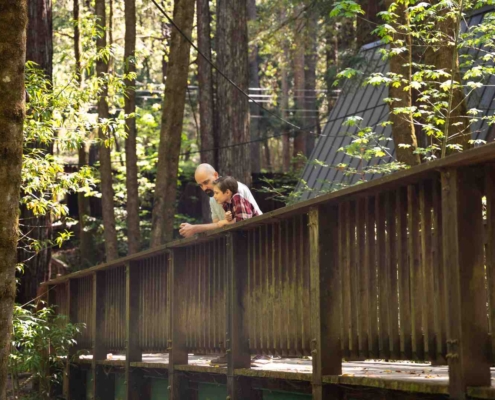 group walking through a sun-dappled Redwood grove - group retreats in the Redwoods