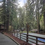 sports team gathering under a canopy of ancient Redwoods