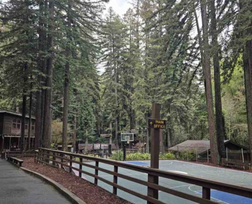 sports team gathering under a canopy of ancient Redwoods