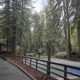 sports team gathering under a canopy of ancient Redwoods