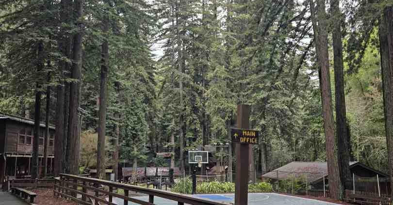sports team gathering under a canopy of ancient Redwoods