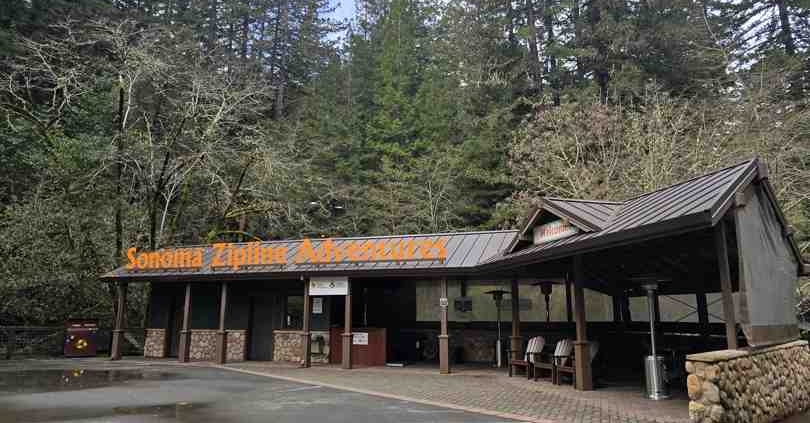 Majestic Redwood forest canopy in Sonoma County