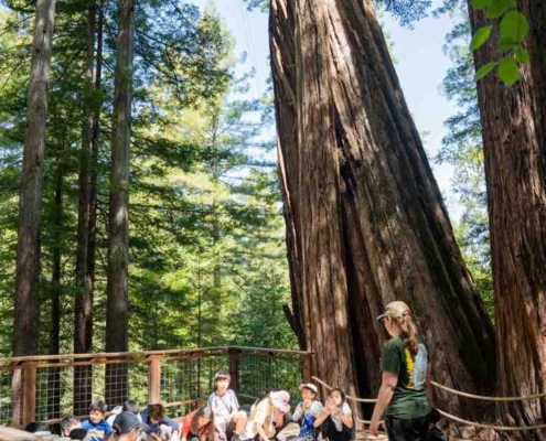 students learning under giant Redwood trees