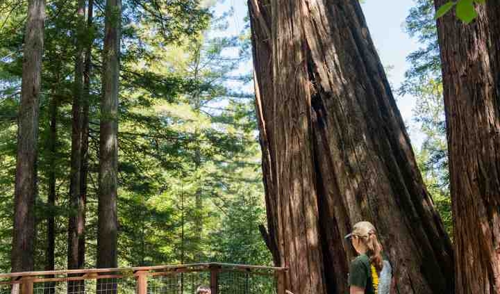 students learning under giant Redwood trees
