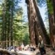 students learning under giant Redwood trees