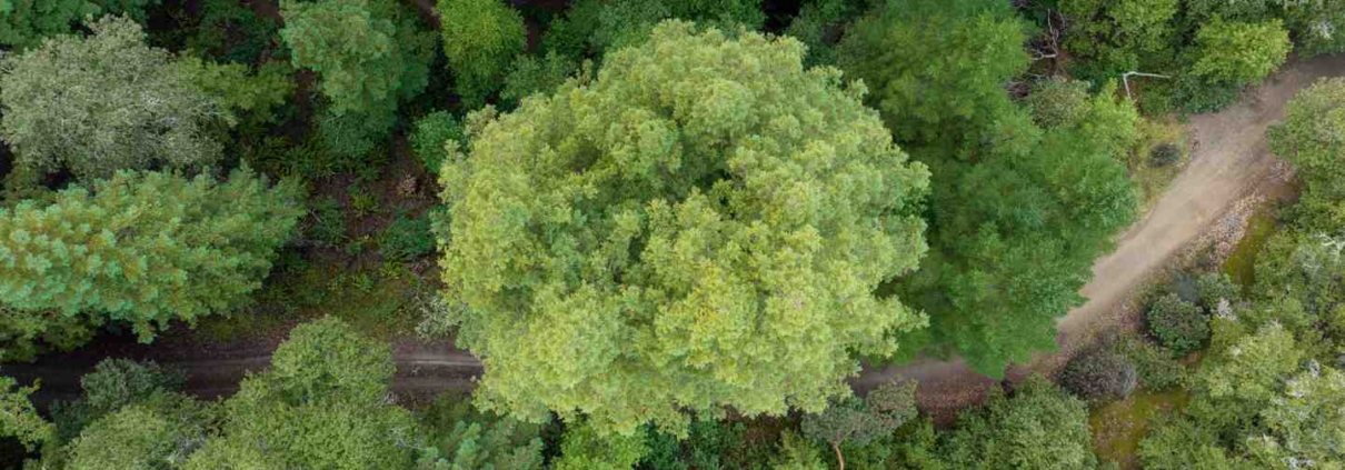 nature deficit disorder