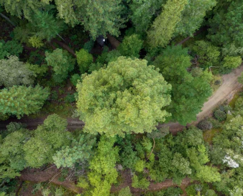 nature deficit disorder