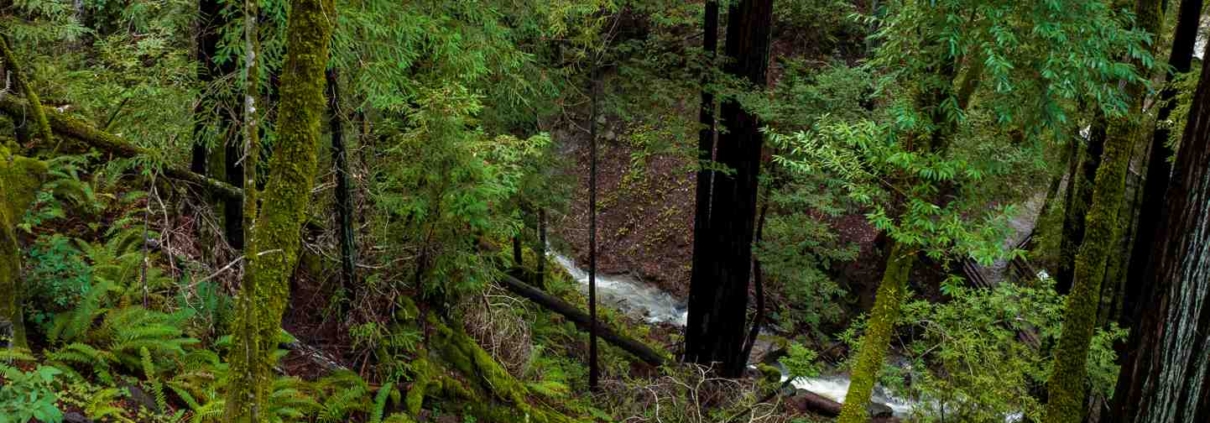 forest in the rain
