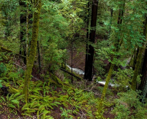 forest in the rain