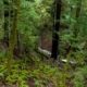 forest in the rain