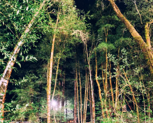 Redwoods at night