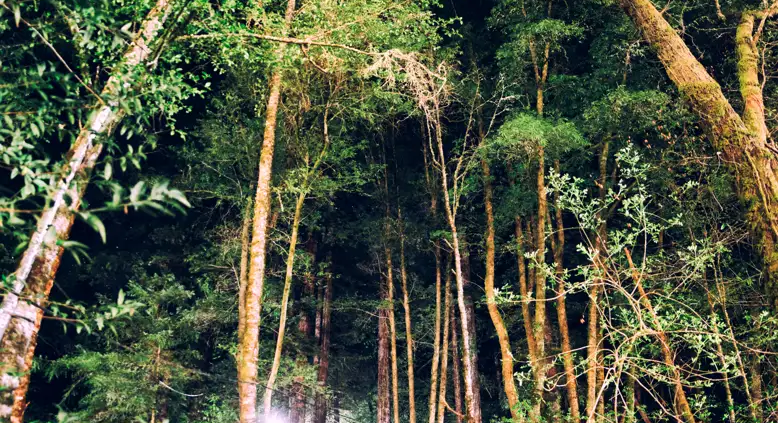 Redwoods at night